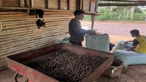 Harga-Kopi-di-Empat-Lawang-Perlahan-Kembali-Naik-Sebelumnya-Masih-Rp-55-Ribu-per-Kilogram.jpg