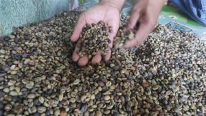 Harga-Kopi-di-Empat-Lawang-Turun-Hingga-Rp-55-Ribu-Perkilo-Petani-Tunda-Jual-Hasil-Panennya.jpg