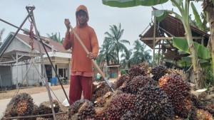 Harga-TBS-Sawit-Hari-ini-di-Banyuasin-Sumsel-Selasa-9-September-2025.jpg