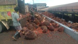 Harga-TBS-Sawit-Hari-ini-di-Kabupaten-OKU-Naik-Rp-25-per-Kg-Jadi-Rp-3280-per-Kg-di-Tingkat-Pabrik.jpg