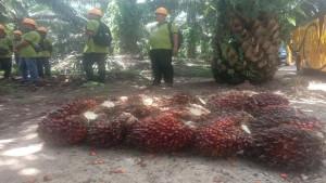 Harga-TBS-Sawit-Hari-ini-di-OKI-Naik-Tipis-Jumat-26-September-2025.jpg