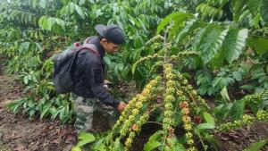 Hasil-Kurang-Memuaskan-Petani-di-Pagar-Alam-Pilih-Beli-Pupuk-Non-Subsidi-Meski-Harga-Subsidi-Turun.jpg
