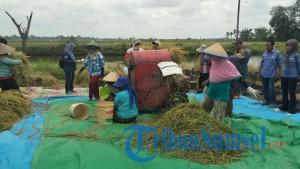 Hitung-Jumlah-Gabah-yang-Terbuang-3-Metode-Panen-Padi-Oleh-Petani-di-Musi-Rawas-Dievaluasi.jpg