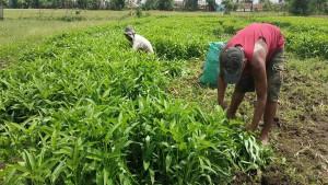 Kangkung-dan-Bayam-Jadi-Pilihan-Petani-di-Musi-Rawas-Jaga-Lahan-Tetap-Produktif-di-Sela-Musim-Tanam.jpg