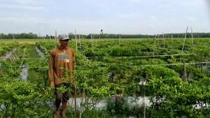 Lewat-Cabai-Rawit-Petani-di-Mulyasari-OKU-Timur-Gantungkan-Harapan-Ekonomi-Berharap-Panen-Melimpah.jpg