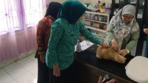 Masuk-Dalam-Zona-Merah-Rabies-Pemkot-Prabumulih-Gelar-Vaksi-HPR-Gratis.jpg