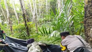 Misteri-Penemuan-Jasad-Membusuk-di-Kebun-Karet-Polisi-Masih-Dalami-Penyebab-Kematian.jpg