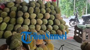 OKI-Mulai-Dibanjiri-Durian-Dari-Lubuklinggau-Harganya-Bisa-Tembus-Rp-100-Ribu-Perbuah.jpg