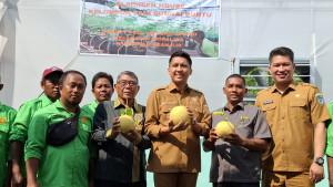 Panen-melon-bupati-panca.jpg