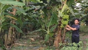 Peluang-Menjanjikan-Pemdes-Pangkul-Prabumulih-Tanam-Pisang-Cavendish-di-Lahan-3-Hektare-Milik-Desa.jpg