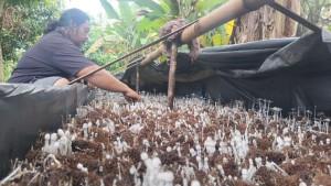 Pemuda-di-Musi-Rawas-Sukses-Ubah-Limbah-Bonggol-Jagung-Jadi-Usaha-yang-Menjanjikan.jpg