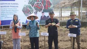 Penanaman-cabai-serentak-di-empat-lawang.jpg
