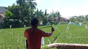 Petani-di-Lubuklinggau-Resah-Bulog-Setop-Serap-Gabah-Jelang-Masa-Panen-Kabulog-Tunggu-Arahan-Pusat.jpg