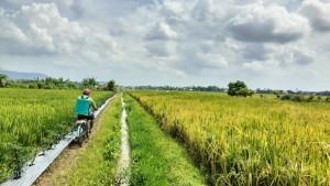 Petani-di-Musi-Rawas-Tak-Khawatir-Soal-Bulog-Hentikan-Serapan-Gabah.jpg