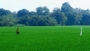 Petani-di-OKU-Timur-Senang-Harga-Pupuk-Subsidi-Turun-Tapi-Khawatir-Ancaman-Hama-yang-Kian-Adaptif.jpg