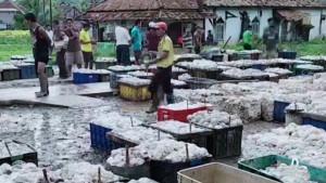Rincian-Harga-Karet-di-Kabupaten-OKI-Hari-ini-Senin-29-September-2025-Petani-Bersyukur-Ada-Kenaikan.jpg
