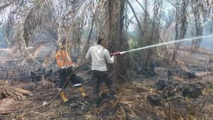 Sepanjang-2025-BPBD-Catat-665-Titik-Hotspot-di-Muara-Enim-Terbaru-Lahan-Seluas-7-Hektare-Terbakar.jpg