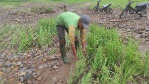 Warga-Jarai-Sedih-Sawah-Alami-Kerusakan-Parah.jpg
