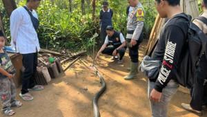 duel-maut-petani-di-sukabumi-dan-king-cobra-4-meter.jpg