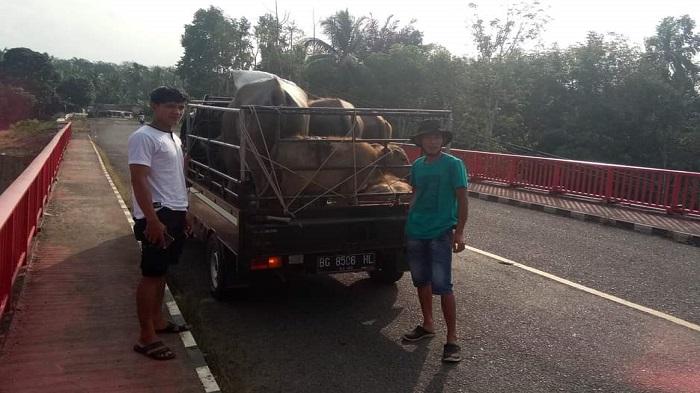 10 Sapi di Lubuklinggau Positif Penyakit Mulut dan Kuku (PMK), Peternak Cemas