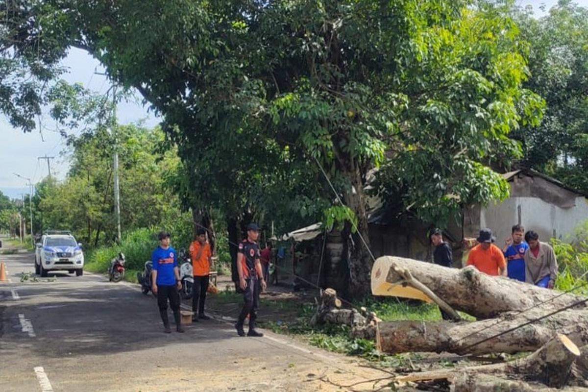 12-Petugas-Diterjunkan-Pohon-Tumbang-di-Jalinsum-Palembang-Indralaya-Sudah-Dievakuasi.jpg