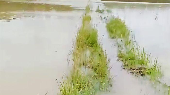 57-Hektare-Sawah-di-OKI-Terancam-Gagal-Panen-Akibat-Meluapnya-Sungai-Hingga-Sebabkan-Banjir.jpg