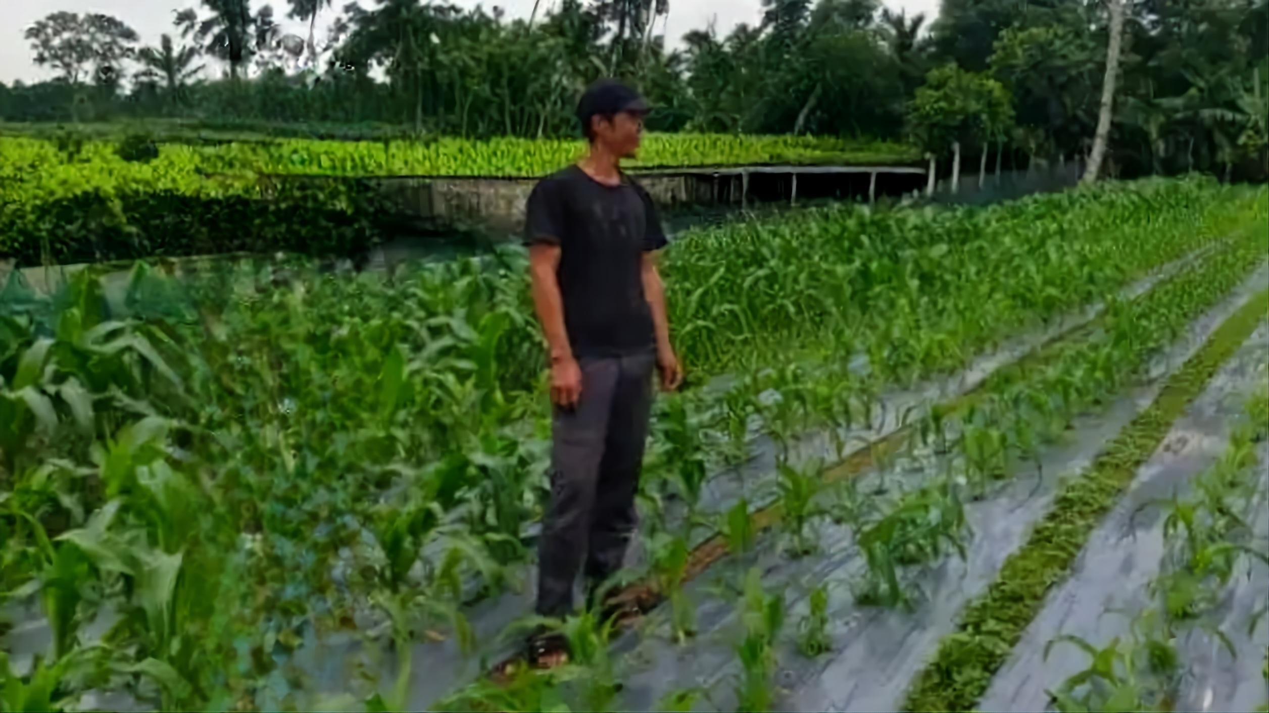 Ahmad-Sudiono-45-petani-jagung-di-Desa-Purworejo.jpg