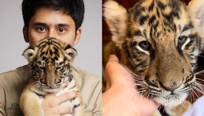 Alshad Ahmad Beberkan Hasil Autopsi Cenora Anak Harimau Mati, Kondisi Paru Paru dan Jantung Terkuak