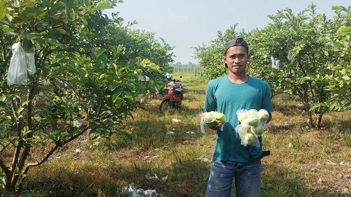 Awalnya-Coba-coba-Petani-Muda-di-Musi-Rawas-Sukses-Budidaya-Jambu-Kristal-Beromzet-Puluhan-Juta.jpg