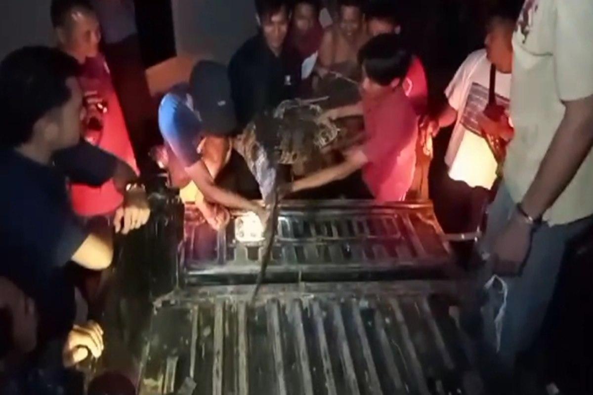 8 Jam Petugas BKSDA Sumsel Taklukan Buaya Muara Sepanjang 2,5 Meter, Resahkan Warga Desa Sungai Dua