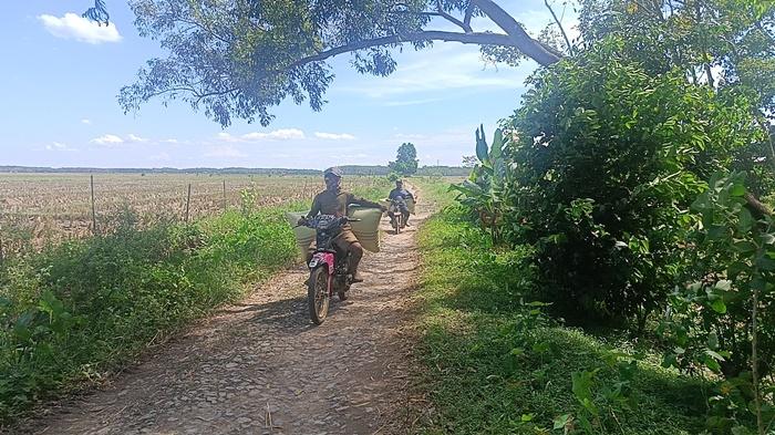 Masuk Musim Panen, Buruh Serabutan di OKI Ramai Jadi Tukang Ojek Padi, Raih Cuan Ratusan Ribu/Hari