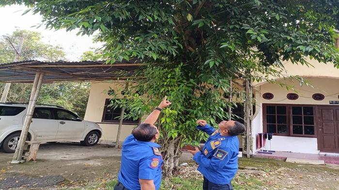 Bermodal Seng dan Karung Bekas, Damkar Musi Rawas Evakuasi Sarang Tawon di Asrama Polisi