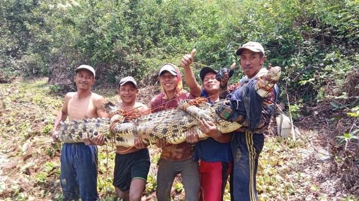 Buaya-3-Meter-Ditangkap-Di-Sungai-Lempuing-OKI-Dibawa-Naik-Pikap-Ke-Rumah-Warga.jpg