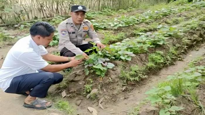 Cek-Ubi-Jalar-Warga-Polsek-Belitang-II-Ajak-Masyarakat-Manfaatkan-Lahan-Kosong.jpg