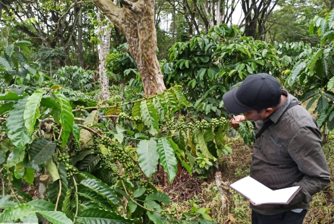 Demi-Tingkatkan-Kualitas-dan-Kuantitas-Panen-Pemkot-Pagar-Alam-Kembangkan-Kloning-Kopi-Basemah.jpg