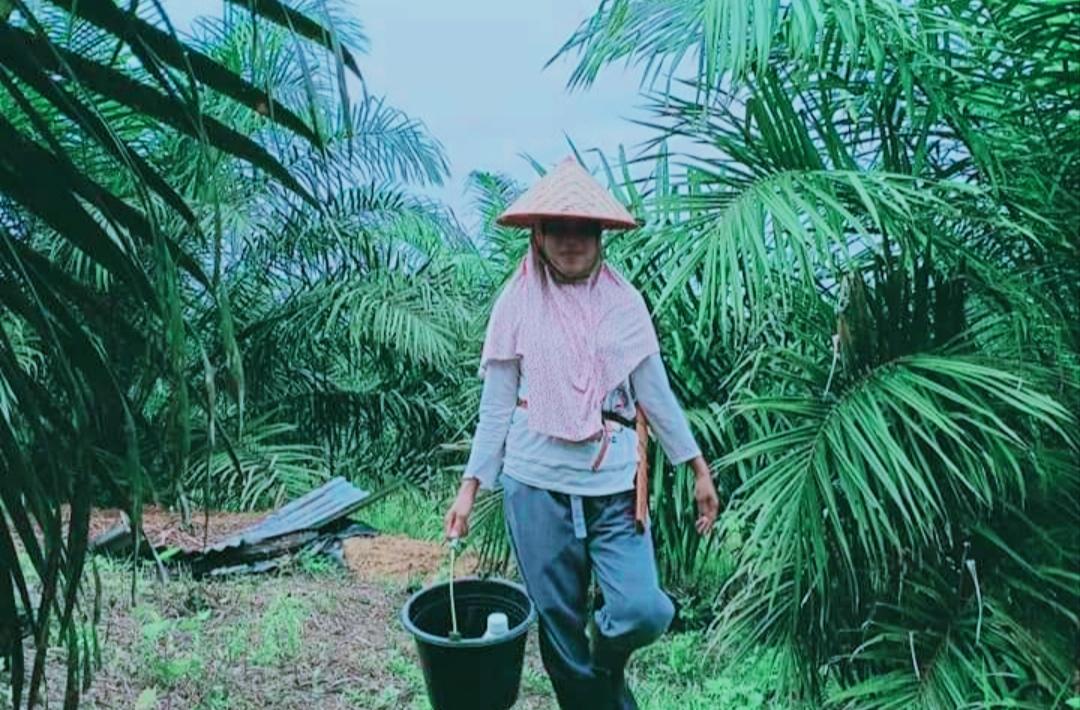 Dinilai Lebih Menjanjikan, Banyak Petani Karet di OKI Kini Beralih Menanam Sawit