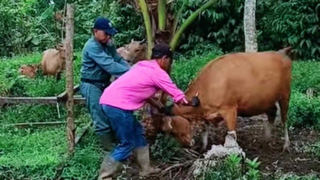Menjelang Idul Adha, Disbunnak Sudah Memeriksa 7 Tempat Penjualan Hewan Kurban di OKI