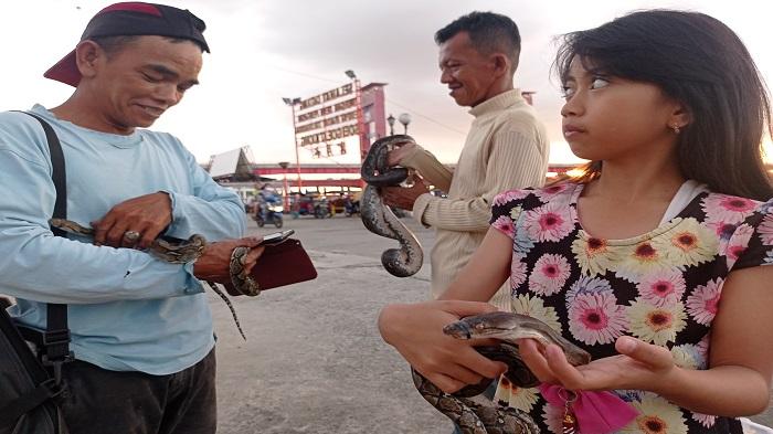 Zahrah Sanca, Gadis Kecil di Palembang Setiap Hari Main Bersama Ular Piton