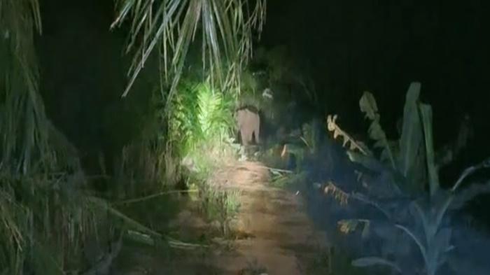 Gajah Masuk Permukiman di Jalur 25 Desa Srijaya OKI, 2 Warga yang Coba Menghalau Alami Luka-luka