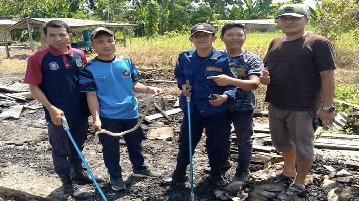 Gerak-Cepat-Damkar-Empat-Lawang-Evakuasi-Ular-Kobra-di-Puing-Sisa-Kebakaran-di-Pasar-Pulau-Mas.jpg