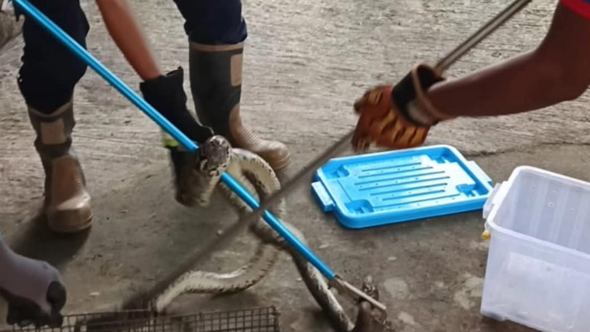 Hanya Butuh 9 Menit, Damkar PALI Evakuasi Ular Sanca Sepanjang 2 Meter dari Rumah Warga