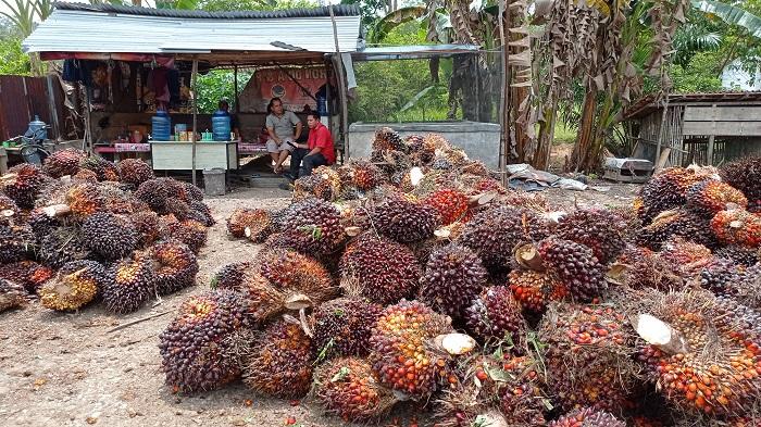 Harga-Buah-Sawit-di-Muratara-Terjun-Bebas.jpg