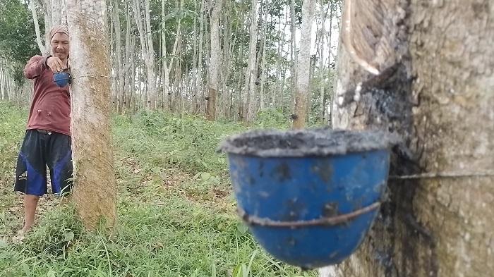 Harga-Karet-Sumsel-Tahun-2023-Masih-Murah.jpg