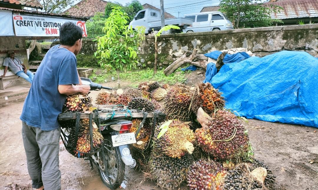 Harga TBS Sawit di OKI 6 Juli 2025 Naik Sedikit Rp 2.300 Perkilo, Berharpa Bisa Rp 3.000 Perkilo