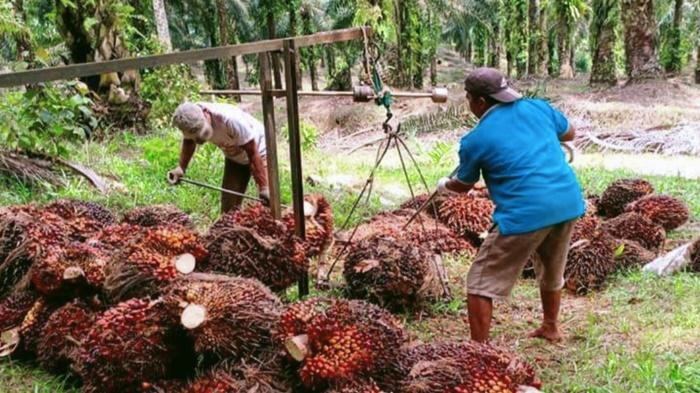 Harga TBS Sawit di OKI Turun Saat Hasil Panen Melimpah, Jadi Rp 2.200 per Kilogram