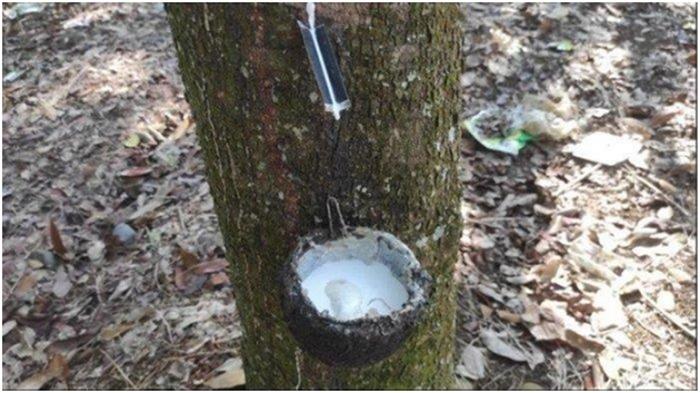 Harga Karet Palembang: Harga Karet Hari Ini Naik Tipis, KKK 100 Persen Rp 19.896 per Kg