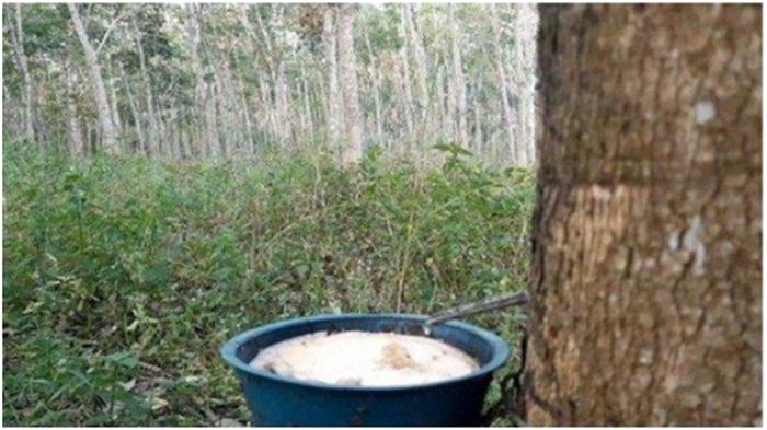 Harga Karet Palembang: Update Harga Karet Ogan Ilir, Rp 7.500 per Kg untuk KKK 50 Persen