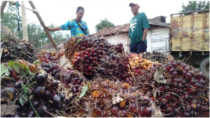 Harga-sawit-Palembang-Ditiadakannya-lagi-pupuk-subsidi-untuk-petani-sawit-mendapat-reaksi-petani.jpg