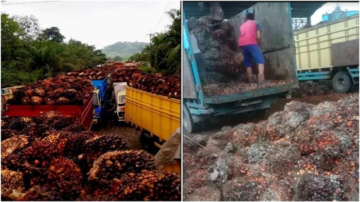 Harga Sawit Palembang: Berita Sawit Muratara Sumsel, Pengepul Antre 7 Hari Setor TBS ke Pabrik
