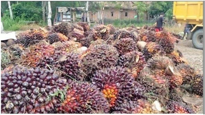 Harga-sawit-Palembang-harga-TBS-sawit-Muratara-di-tingkat-petani-turun-menjadi-Rp-1400-an-per-kg.jpg